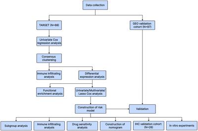 Exploring the immune microenvironment of osteosarcoma through T cell exhaustion-associated gene expression: a study on prognosis prediction